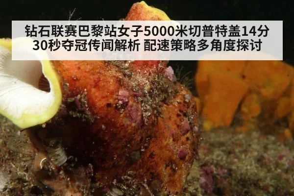 钻石联赛巴黎站女子5000米切普特盖14分30秒夺冠传闻解析 配速策略多角度探讨